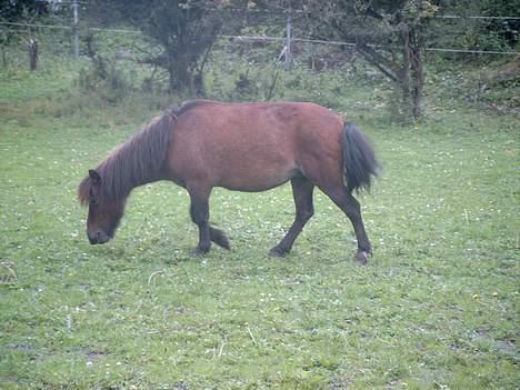 Anden særlig race Sera. R.I.P 2-9-10 - Dejligt at vær epå græs en dejlig sommerdag billede 12