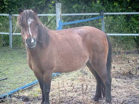 Anden særlig race Sera. R.I.P 2-9-10 - Hva har du gang i? billede 13