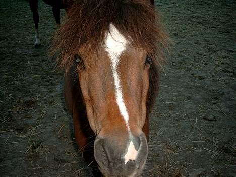 Anden særlig race Sera. R.I.P 2-9-10 - Hvor er det spændende billede 14