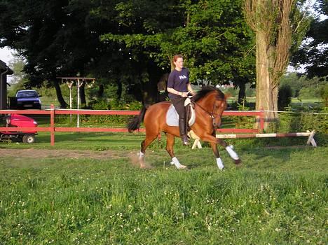 Tysk Varmblod jenstruplund Carisma - hmm er der noget spansk hest over hende. heh billede 4