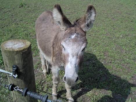 Anden særlig race mogens - jeg elsker bare få taget billeder..  billede 9