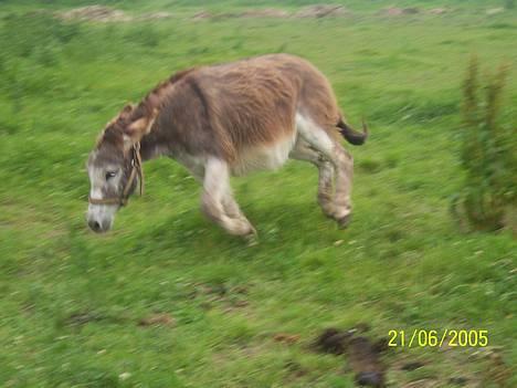 Anden særlig race mogens - mogens er en hunde hader,, så er så småt i gang med jage hunden úd af folden... hehe.  billede 10