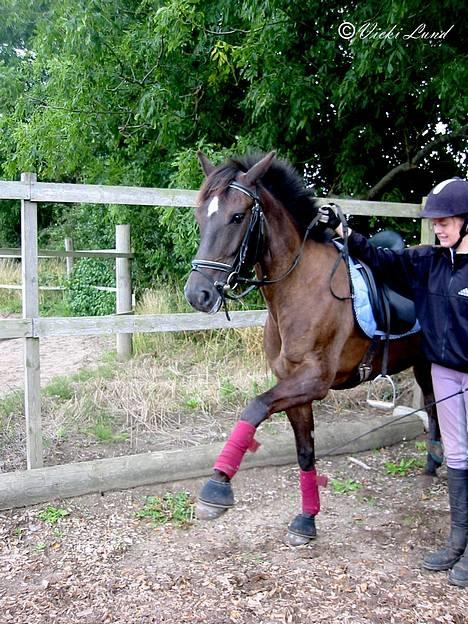 Anden særlig race Stella  - spanske skridt to foto:vicki lund billede 20