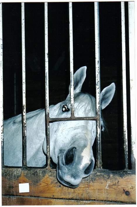 Anglo Araber (AA) Luna(Aflivet) - Hallo jeg er lige her. kan du slet ikke se mig? billede 1