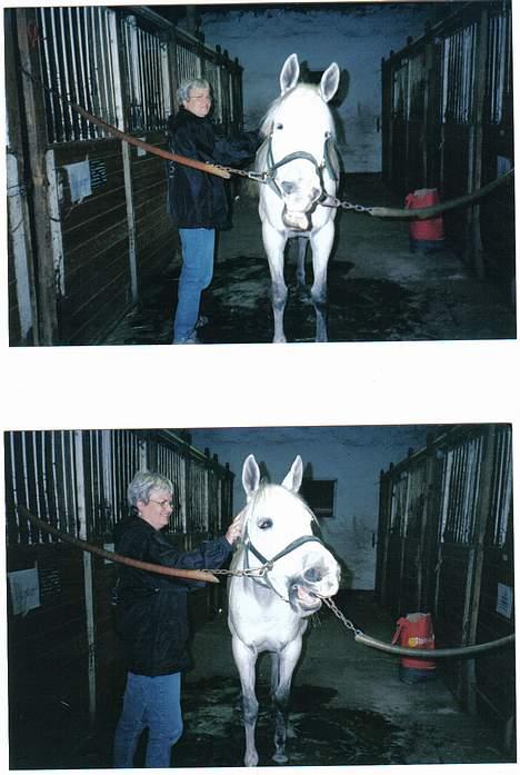 Anglo Araber (AA) Luna(Aflivet) - Hvor er jeg bare træt mor billede 3