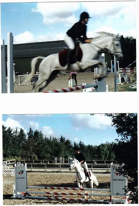 Anglo Araber (AA) Luna(Aflivet) - Hopsa et lille spring, ved godt det første er lidt sløret billede 6