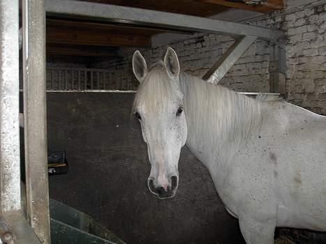 Anglo Araber (AA) Luna(Aflivet) - Mig du taler til? billede 7