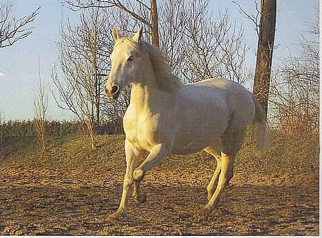 Anglo Araber (AA) Luna(Aflivet) - Er hun ikke fin.. (: billede 8