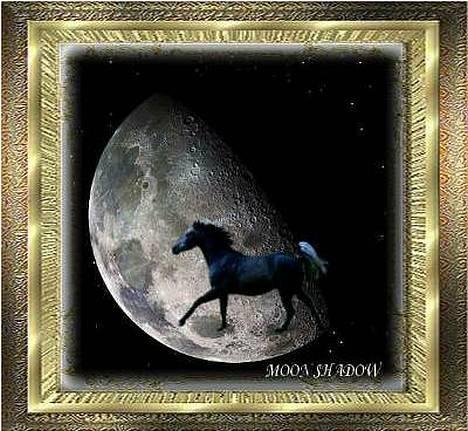 Anden særlig race Moon Shadow *SOLGT* - så har jeg lige lavet en MOON SHADOW billede 10