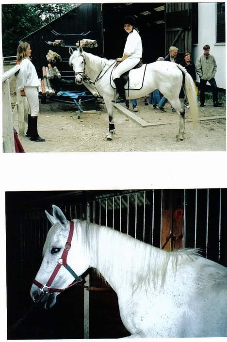 Anglo Araber (AA) Luna(Aflivet) - Gøres klar til stævne billede 9