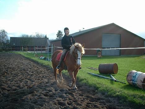 Haflinger Patrick - Dressur..  (Mig der rider) billede 4