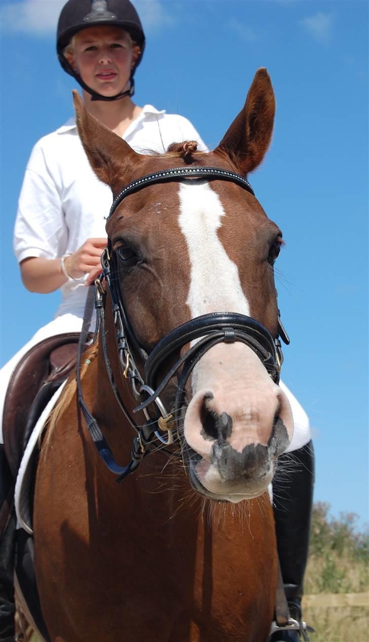Sportsaraber (A) zamiil - Dejlig Pruh hest...der skal igang med det hårde dressurprogram:-) billede 1