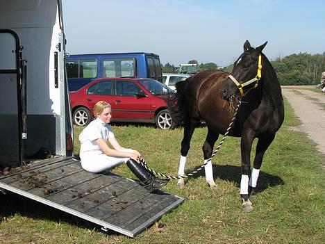 Tysk Sportspony Starlight <3 *Tøsen* *solgt* - efter stævnetden 23. september billede 17