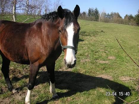 Dansk Varmblod Hanita - Hanita..  2005 billede 20