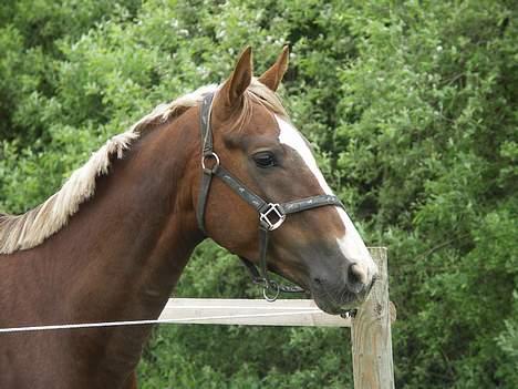 Hollandsk Varmblod Unexpected - Model??? billede 2