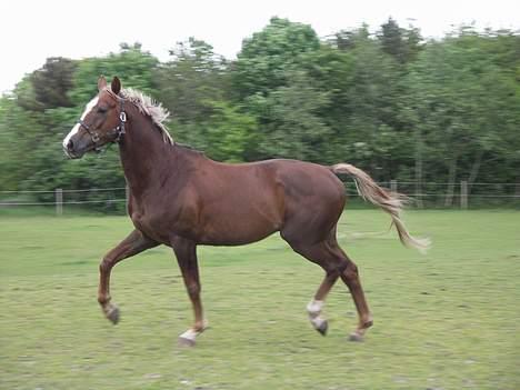 Hollandsk Varmblod Unexpected - Lækker eller hva..? billede 3