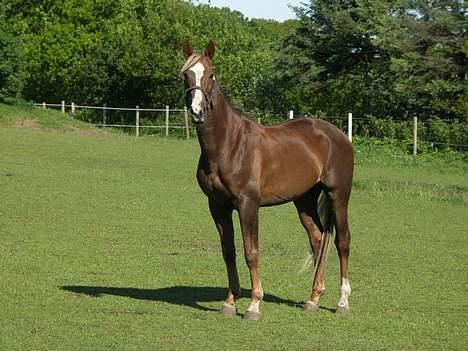 Hollandsk Varmblod Unexpected - SE MIG!! billede 4