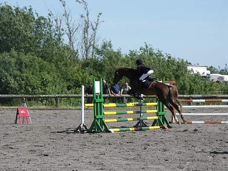 Hollandsk Varmblod Unexpected - Mig og hingsten te DSA stævne i Randers. billede 5