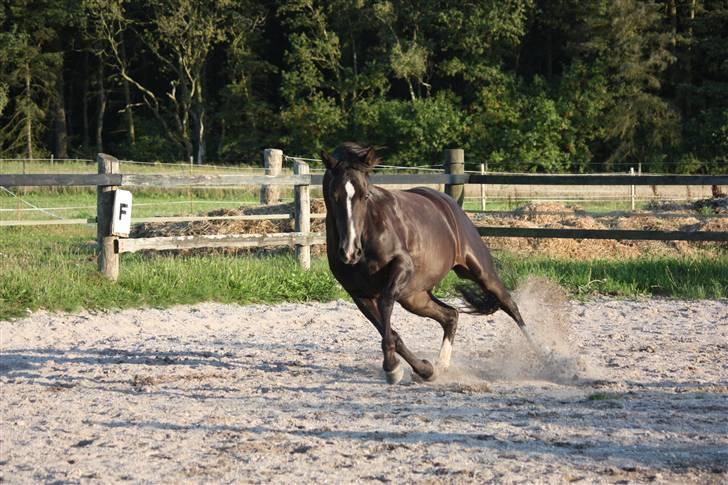 Anden særlig race Lucky Boy - Wow ! Stod der lige en der ! hehe .. Foto af: Marlene Ø billede 7