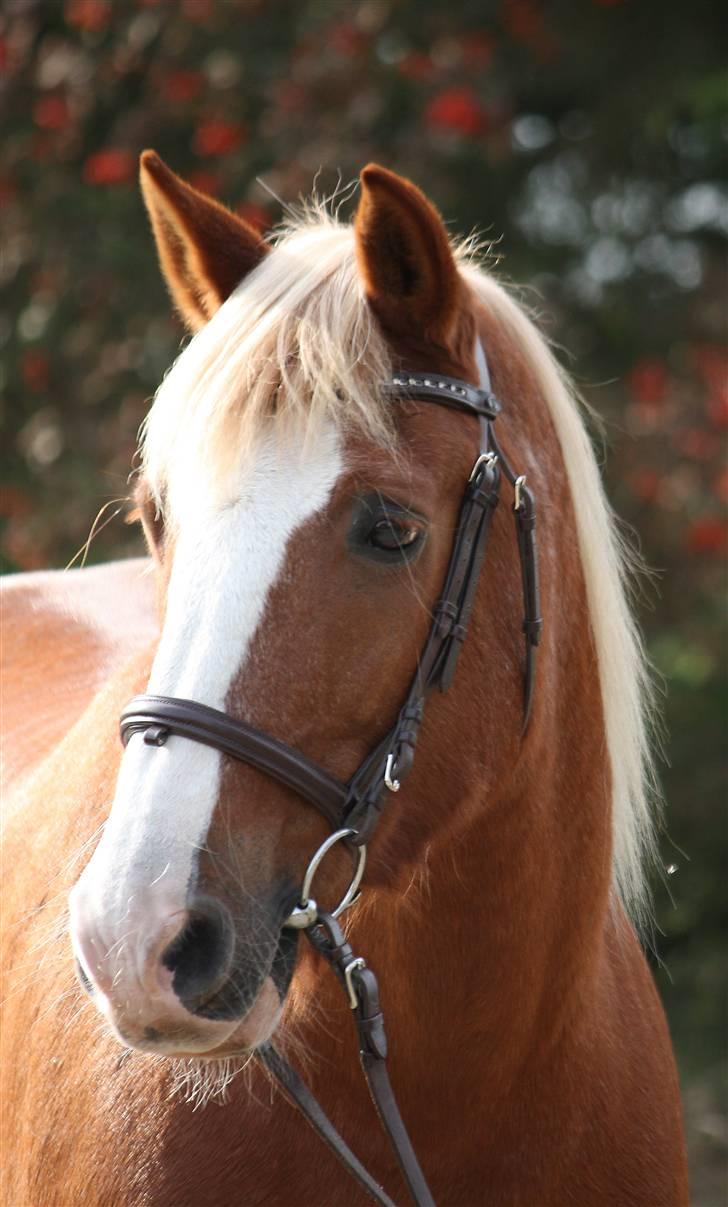 Haflinger Patrick - Min smukke dreng på 20 år, billedet er taget af Marlene Ø billede 5