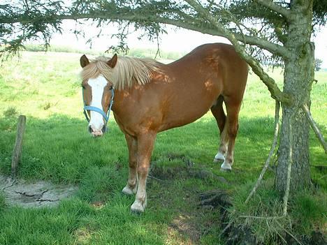 Haflinger Patrick - Første dag på engen/sommergræs.. Taget den 12-05-06 billede 6