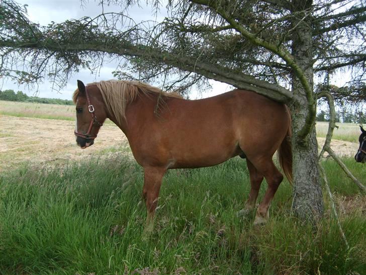 Haflinger Patrick - Selvom det er 2 år siden det andet billede ved samme træ er taget, er det stadig mit klø træ i 2008.. :) billede 7