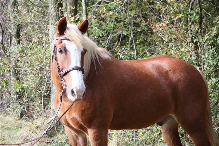 Haflinger Patrick - Patirck - Taget af Marlene Ø billede 8