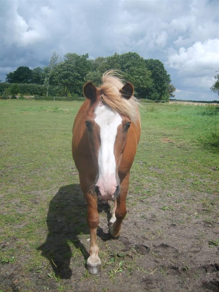 Haflinger Patrick - Puttegøj.. :) billede 9