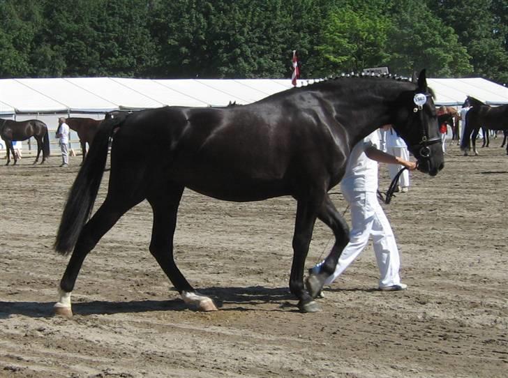 Oldenborg Bell af Vodagergård - Fra d. 9. juni 2007 - 3-årige Bell til Roskilde Dyrskue 2007 billede 14