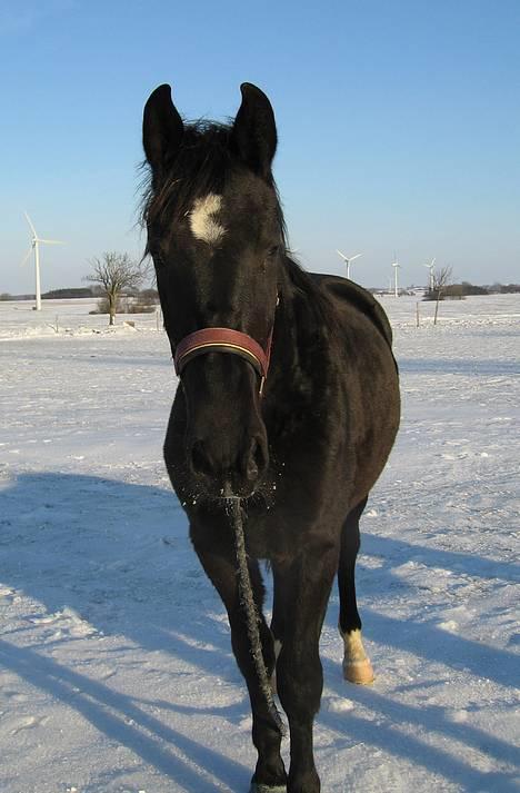 Oldenborg Bell af Vodagergård - Fra d. 22. januar 2006 - 2-årige Bell i sneen billede 15
