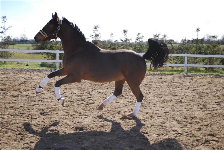 Dansk Varmblod Birkely's Orion *DØD* billede 3