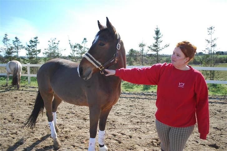 Dansk Varmblod Birkely's Orion *DØD* billede 4