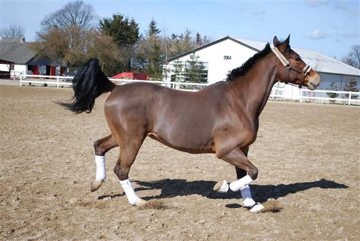 Dansk Varmblod Birkely's Orion *DØD* - mig igen efter en løbetur billede 5