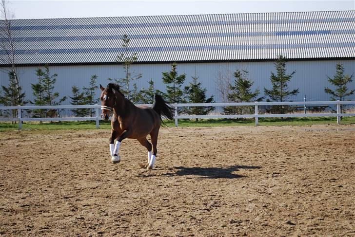 Dansk Varmblod Birkely's Orion *DØD* - og igen billede 6