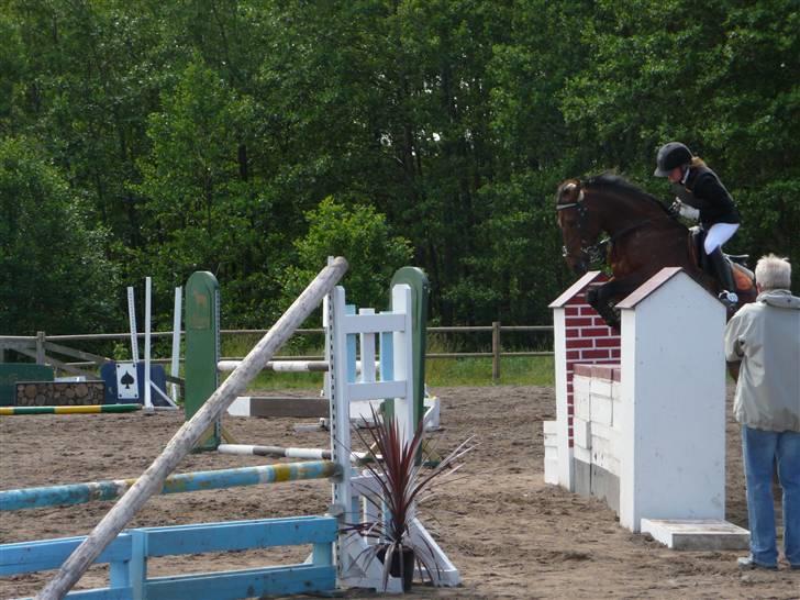 Anden særlig race Bøgelunds Zarina Udlånt - Zarina og jeg til stævne i St. Restrup (LB-ULA)? foto: *REB* -Lau og æsel-giraffen-  billede 12