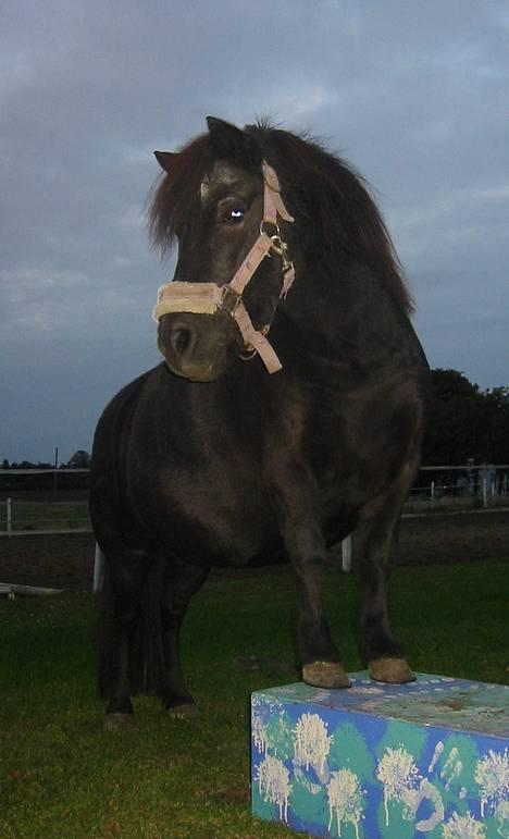 Shetlænder | Kærholms Tulle *udlånt  billede 7