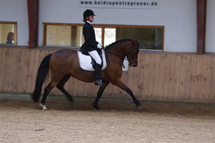 Anden særlig race Bøgelunds Zarina Udlånt - Arden C-stævne billede 13