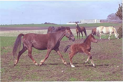 Anden særlig race Bøgelunds Zarina Udlånt - Det er så Zarina som føl. Og hendes mor Cindy som i kan se på billedet :D billede 14