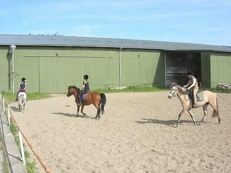 Anden særlig race Baloo  - trav baloo i midten!!! billede 5