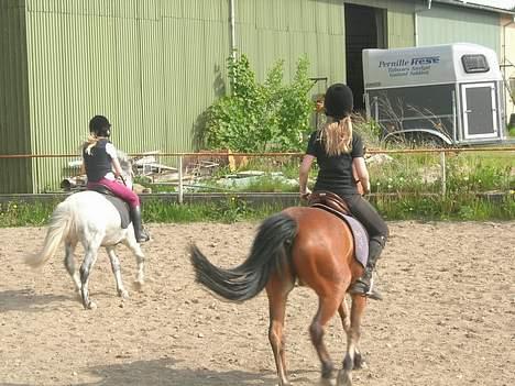 Anden særlig race Baloo  - smuk bagdel... ha ha billede 7