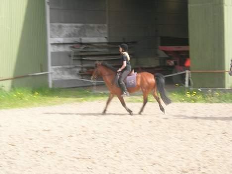 Anden særlig race Baloo  - hvor er vi dog smukke... trav billede 8