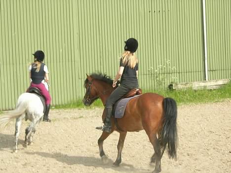 Anden særlig race Baloo  - hyp hyp billede 9