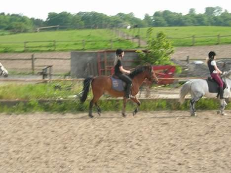 Anden særlig race Baloo  - flot gang billede 10