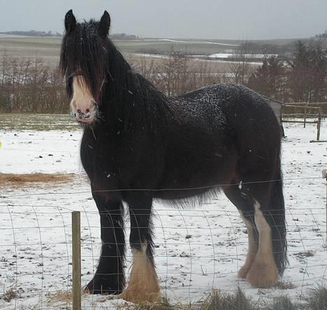 Irish Cob Shannon - Shannon i sneen. billede 1