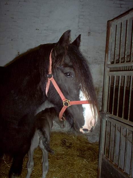 Irish Cob Shannon - Shannons hoved - hun har meget vågne og kønne øjne, og en KÆMPE pandelok. billede 2