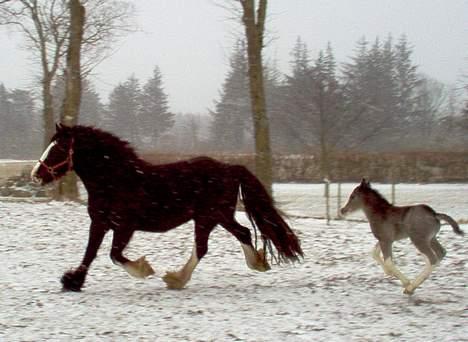 Irish Cob Shannon - Shannon med hendes føl Sullivan - Marts 2005. billede 3