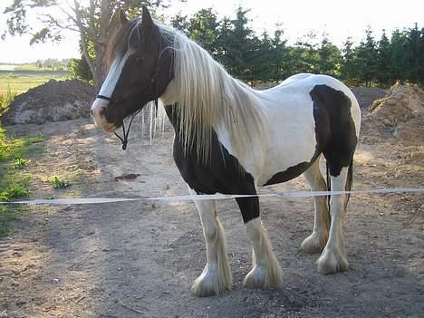 Irish Cob Axelvedgård's Jezebel billede 11