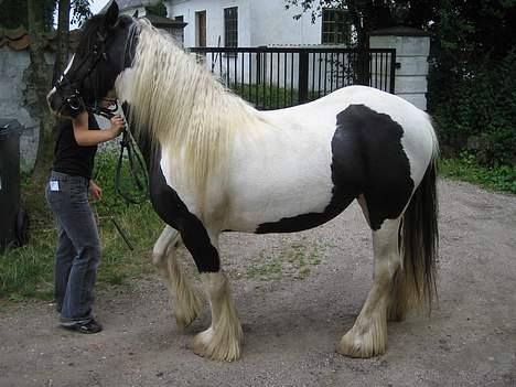 Irish Cob Axelvedgård's Jezebel - Øvelse gør mester, håber Jessy finder ud af det.... billede 13