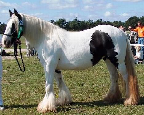 Irish Cob Irish Silver Mane  - St. Hestedag 2005 billede 11