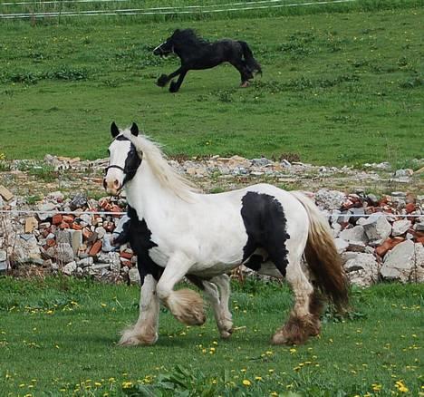 Irish Cob Irish Silver Mane  billede 13